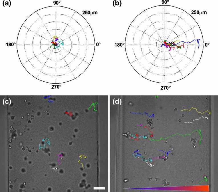 Cell chemotaxis analysis.