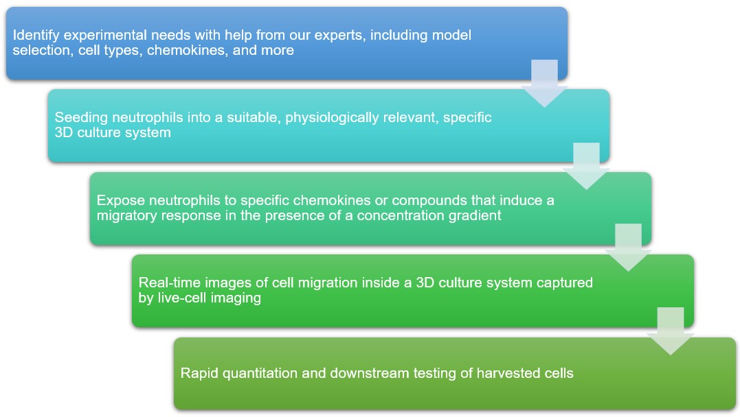 Workflow. (Creative Biolabs)