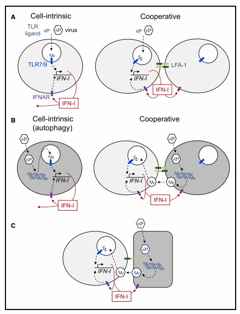 The mechanism of pDC activation.