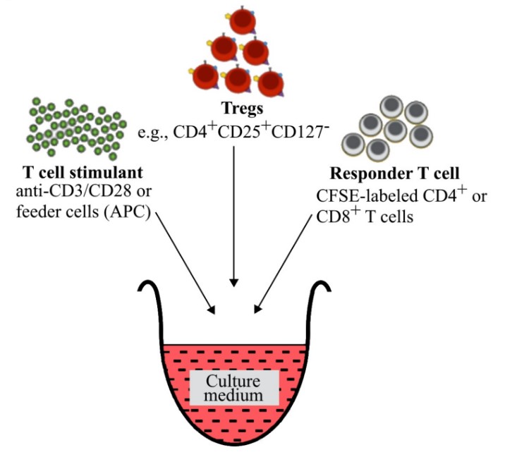 Detection of T cell suppression.