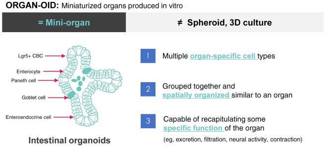 Definition of organoid.