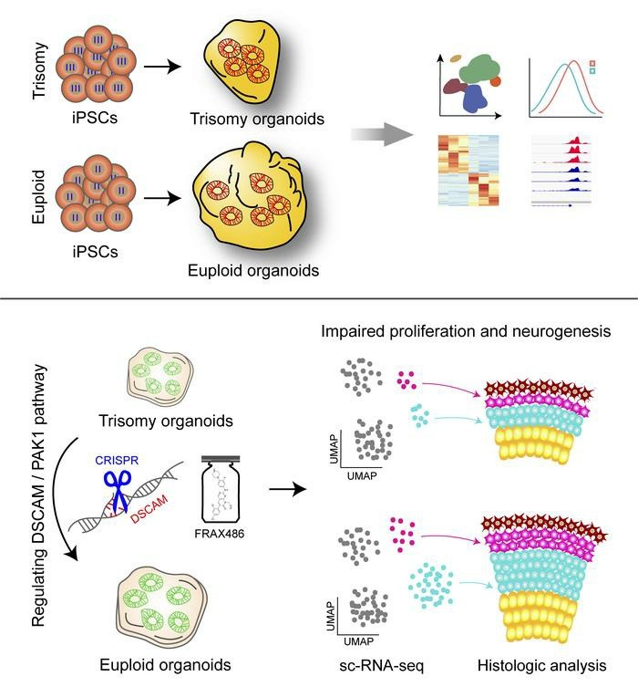 DSCAM-KD rescues impaired DSCAM/PAK1 signaling in DS-derived cortical cultures.