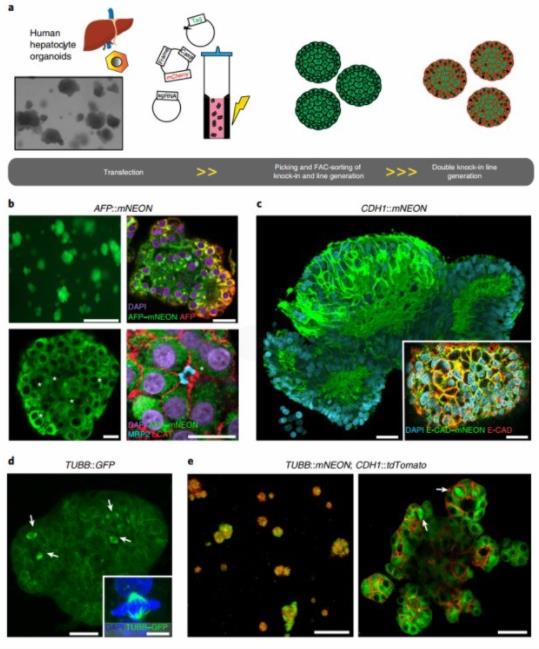 Generation of human hepatocyte reporter organoid lines using CRISPR–homology-independent organoid transgenesis.