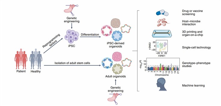 Future applications of organoid models for infectious disease research.