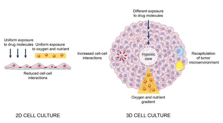 The main differences between 3D and 2D cell culture methods.