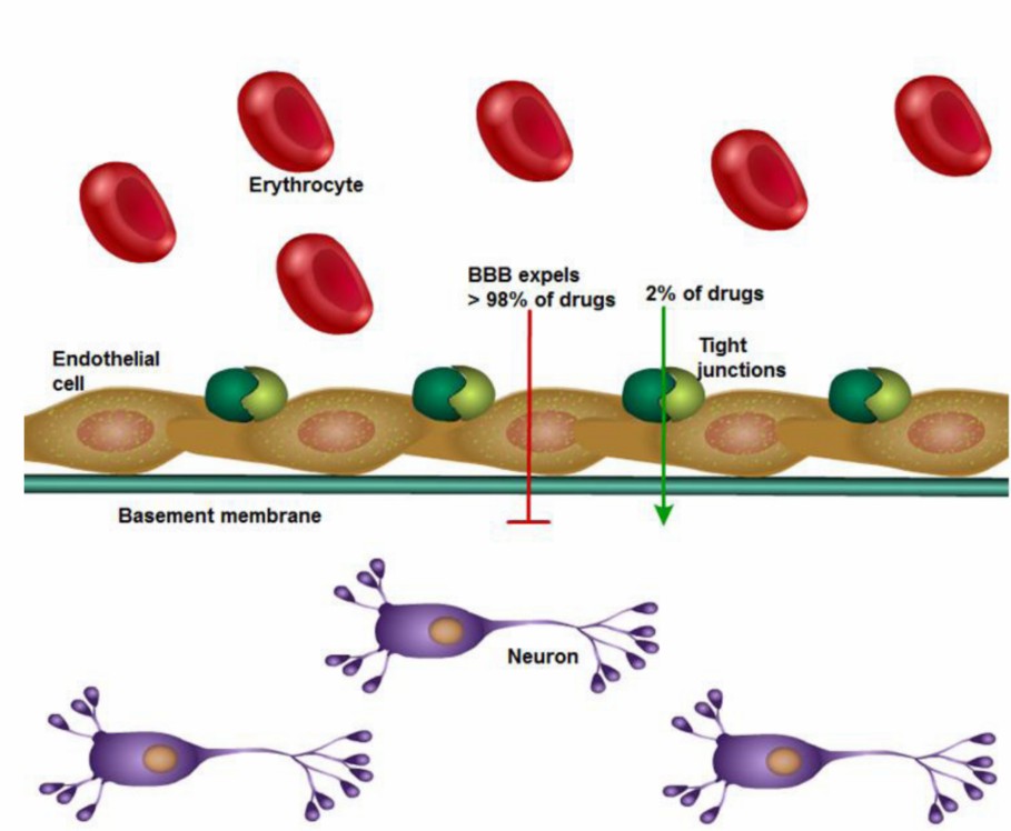 Schematic depiction of the blood-brain barrier permeability for different drug-like chemical substances.