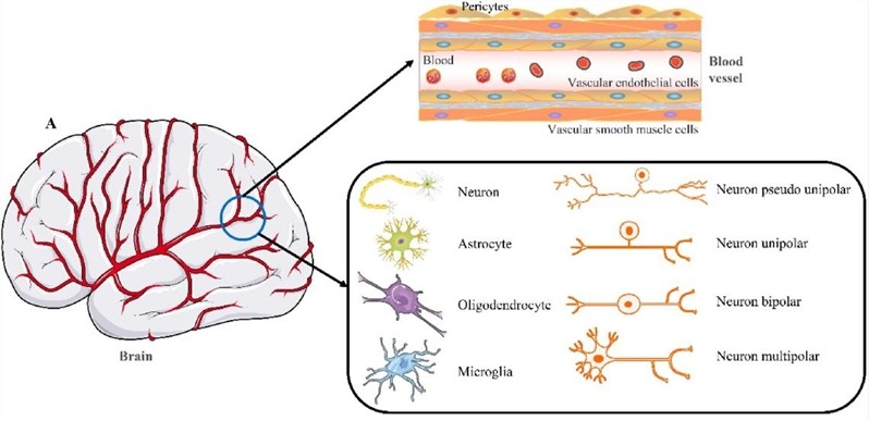 Three-dimensional BBB diagram composed of vascular endothelial cells, vascular smooth machine cells, pericytes, microglia cells, astrocytes, and various neurons.