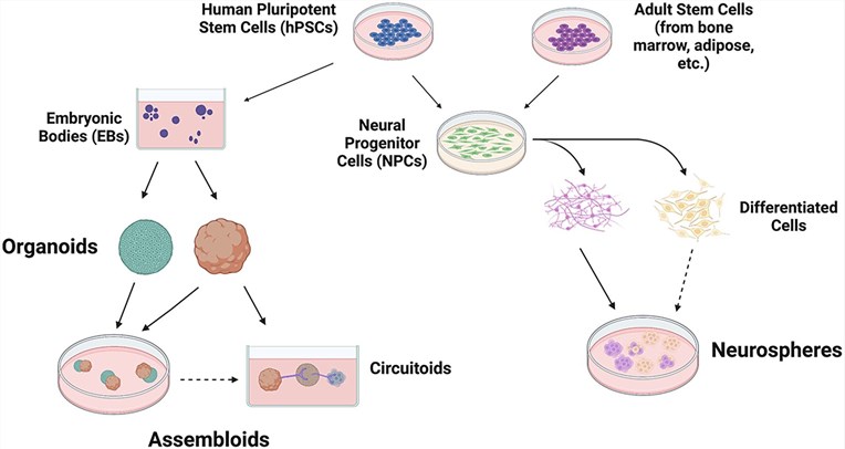 Human stem cells can be used to generate mini-brain and spinal cord models.