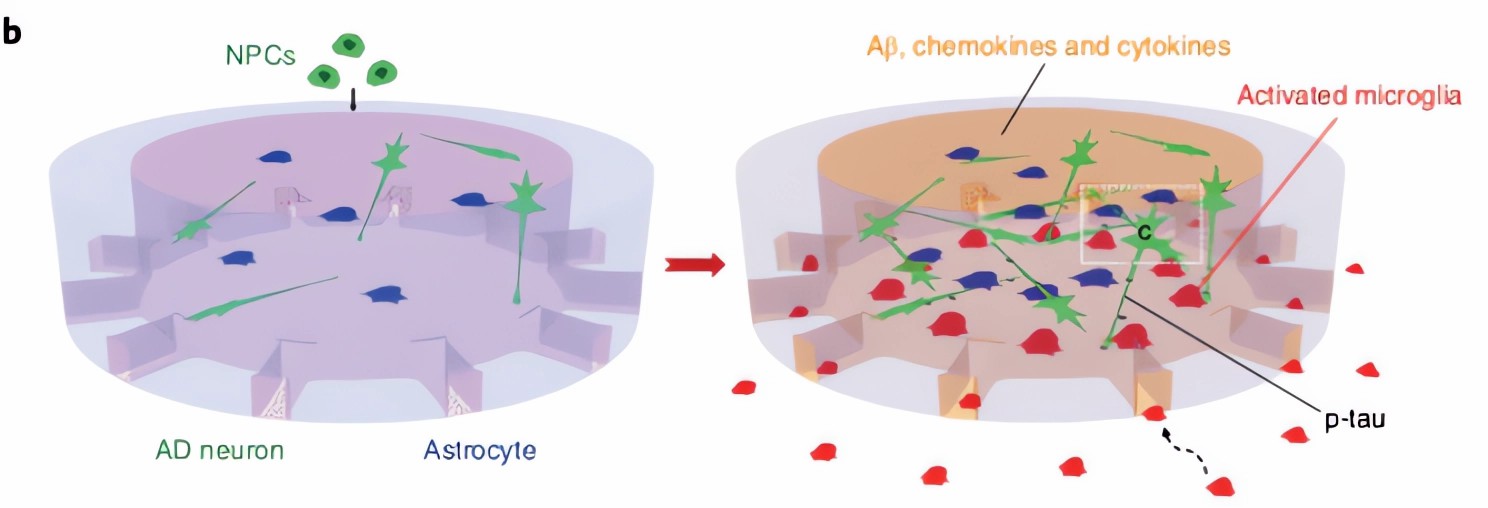 Applications of organoids in metabolic research.