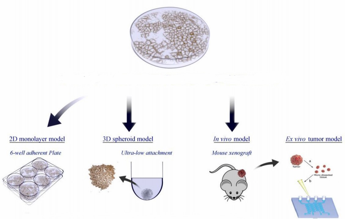 Models for drug discovery. (Brodeur, 2021)