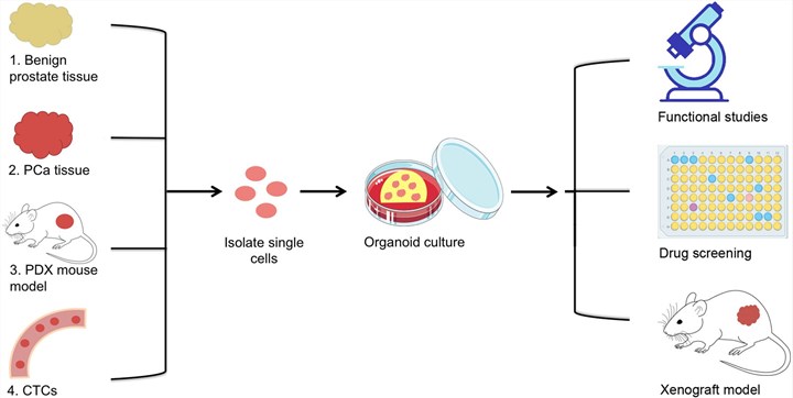 Prostate organoid establishment and applications.