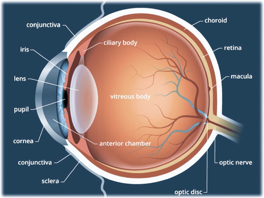 The anatomy of the human adult eye.