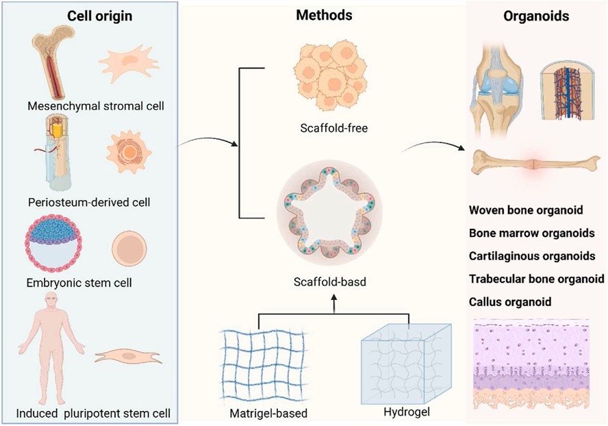 A schematic figure of biofabrication technique for bone organoid.