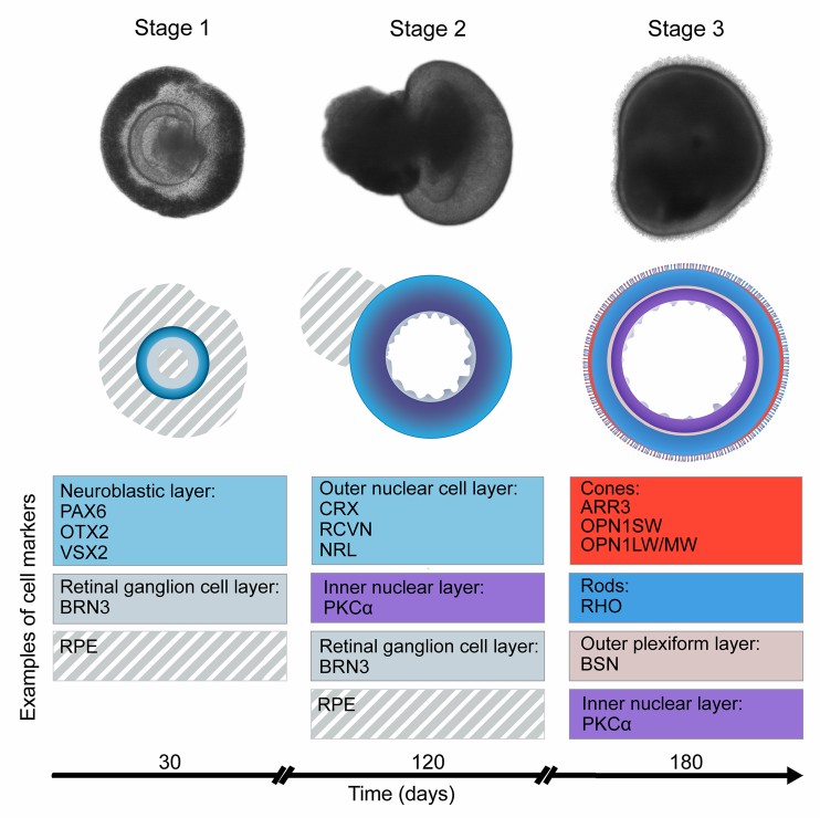 Retinal organoids at different maturation stages contain progressively complex cell populations. (Afanasyeva, 2021)