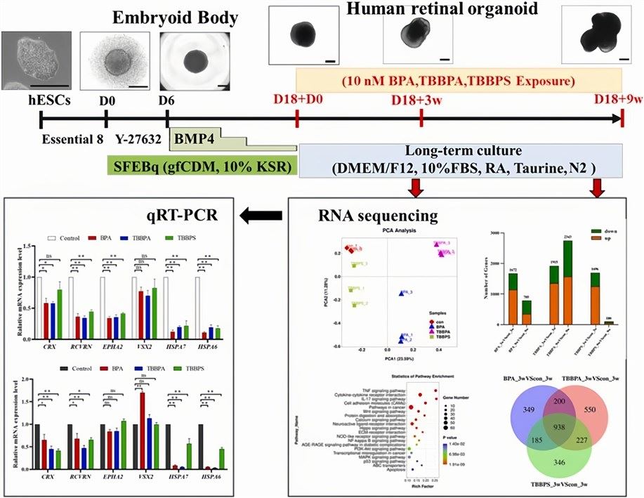 Human retinal organoids for the assessment of bisphenol toxicity. (Li, 2022)