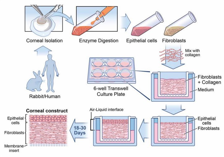 The workflow of 3D cornea epithelial model construction. (Shiju, 2020)