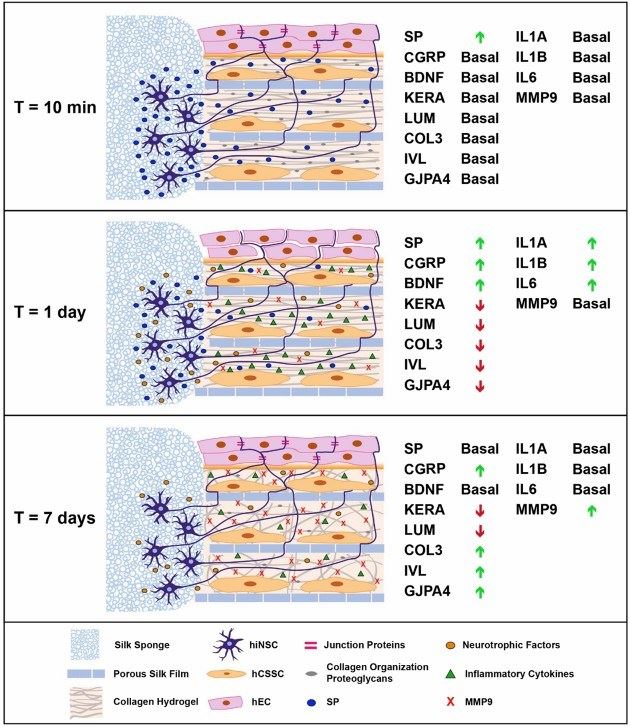 Schematic illustration of the response in 3D cornea model after increasing stimulation time. (Pollard, 2020)