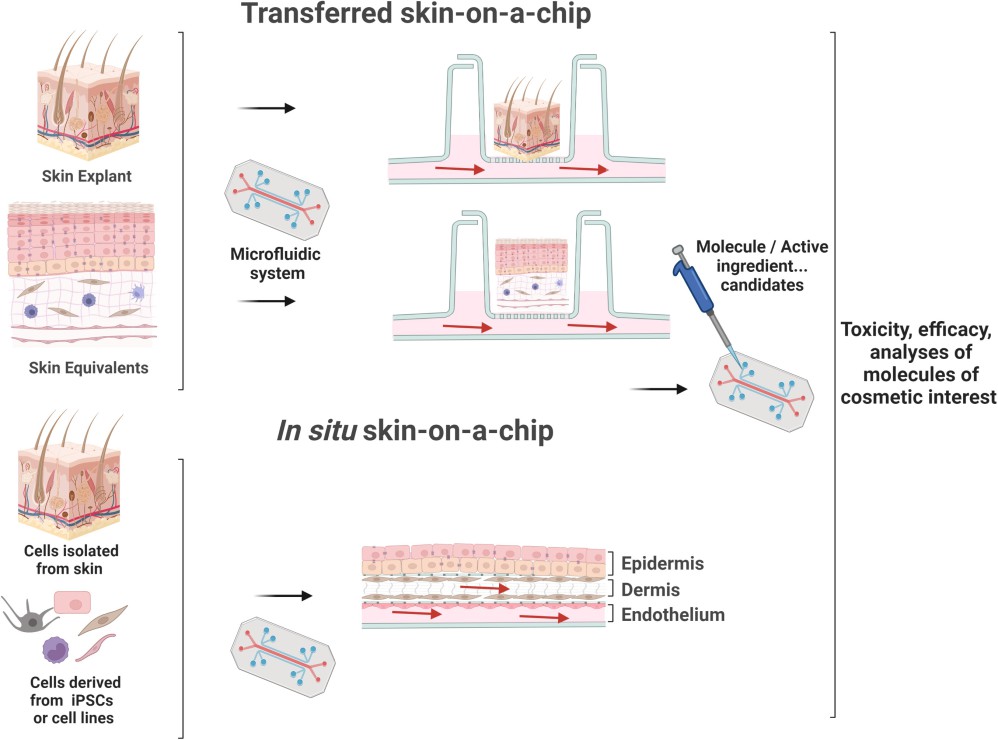 Schematic representation of approaches used for skin-on-a-chip models. (Filaire, 2022)