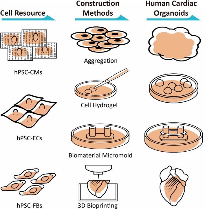 Cardiac organoids. (Zhao, 2021)