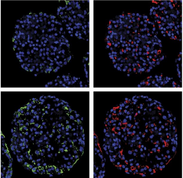 Hepatic 3D spheroid model for toxicity evaluation. (Hendriks, 2016)