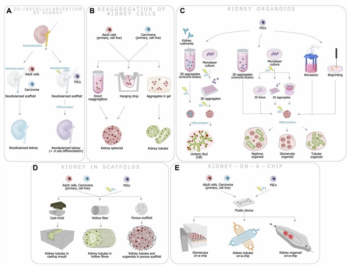 Types of bioengineered kidney models. (Rizki-Safitri, 2021)