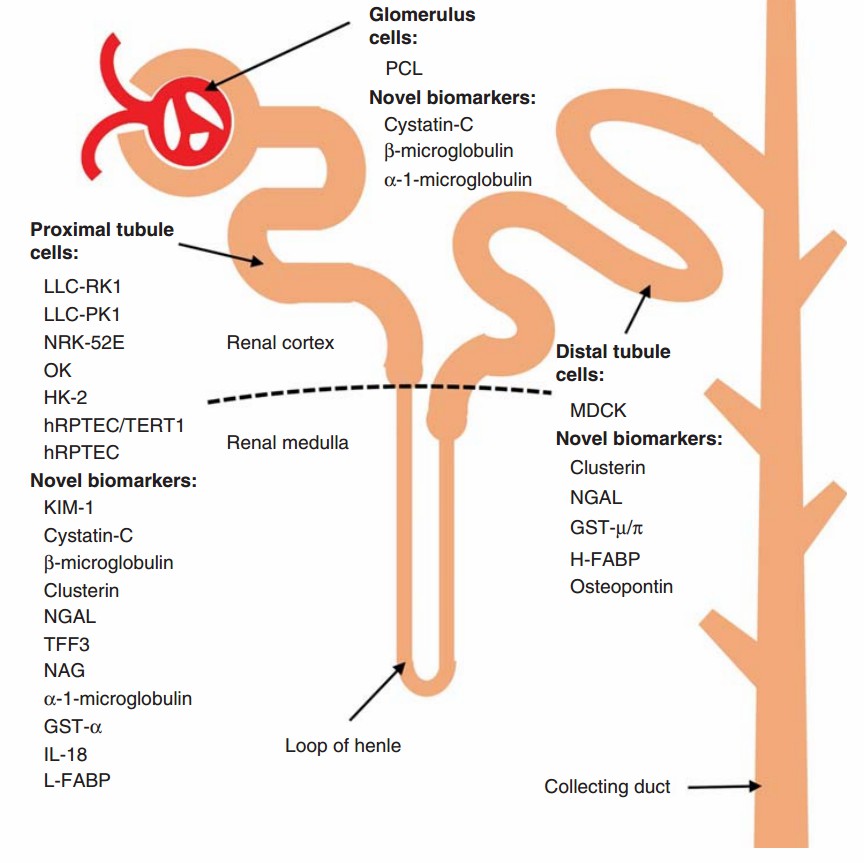 Biomarkers for nephrotoxicity evaluation. (Huang, 2014)