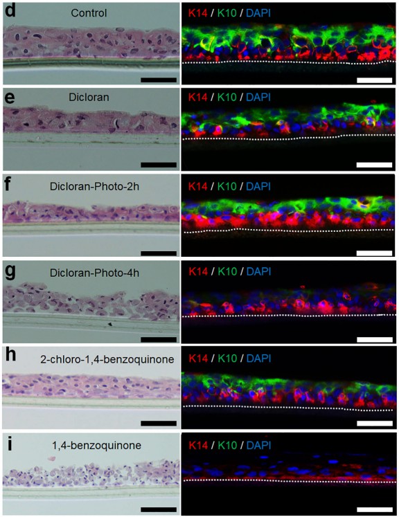 Dermal phototoxicity testing of dicloran and intermediate photoproducts. (Xu, 2018)