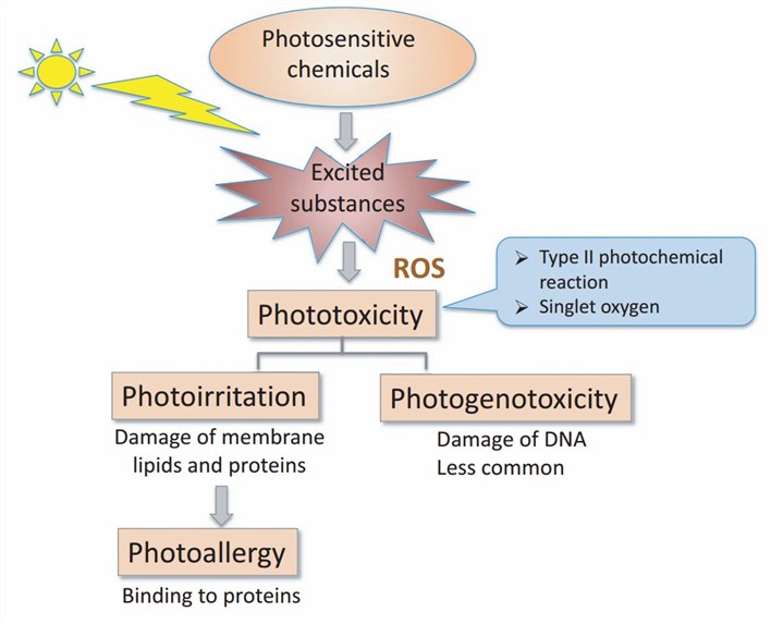 Mechanisms of phototoxicity. (Tokura, 2018)