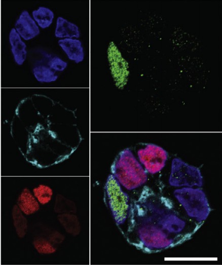 ScRNA-seq analysis of human pancreatic cell spheroid. (Bakhti, 2019)