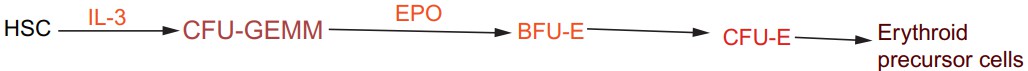 BFU-E assays in response to specific growth factors. (Wasnik, 2012)