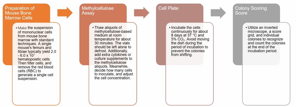 Standard Procedure of CFU-PreB Assays (Creative Biolabs)