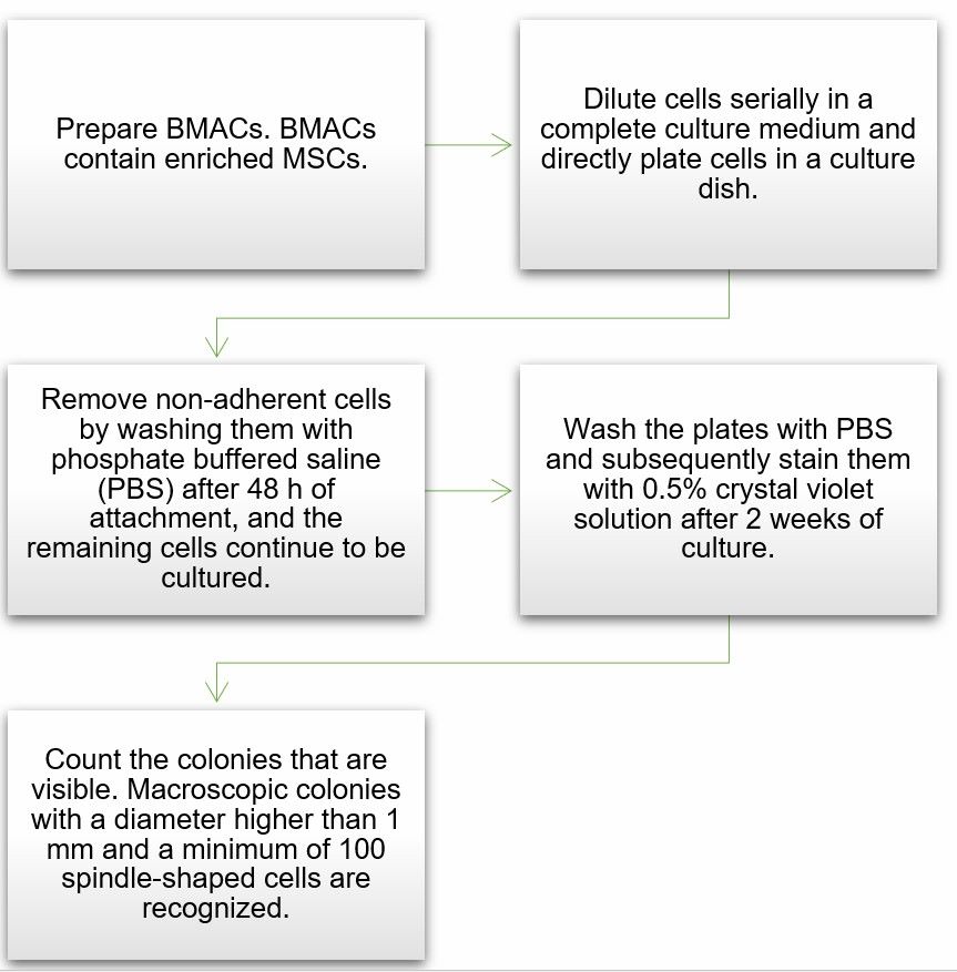 Standard Procedure of CFU-F Assay (Creative Biolabs)