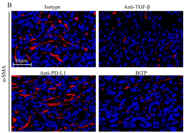 Multiplex IHC staining to evaluate the level of α-SMA in 4T1-hPD-L1 tumors. (Yi, 2022)