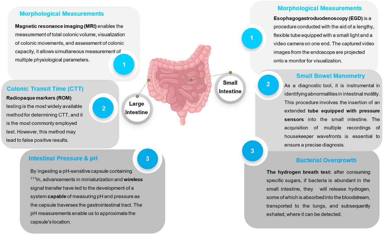 Approaches of Intestinal Motility Assay (Creative Biolabs)