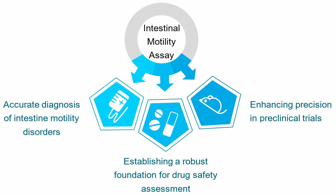 The intestinal motility assay applications (Creative Biolabs)