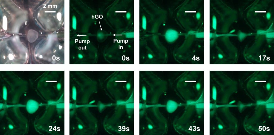 Fluorescent time-course optical images of peristatic pumping through human gastric organoid. (Lee, 2018)