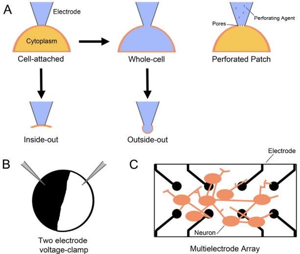 Common in vitro electrophysiological methods. (Accardi, et al., 2016)