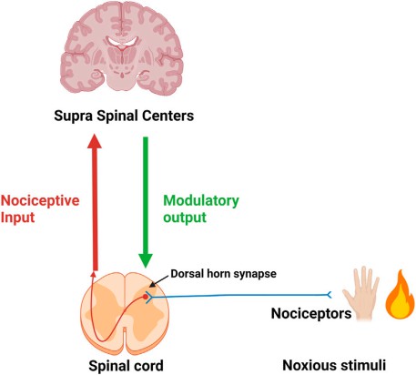 First neuron (in blue) of the ascending pain pathway. (Petroianu, 2023)