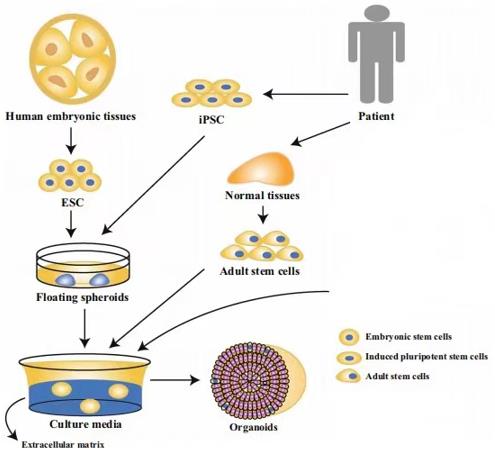 The establishment of normal organoids (Xu, 2018)