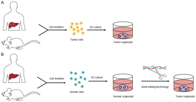 Construction methods of tumor organoids