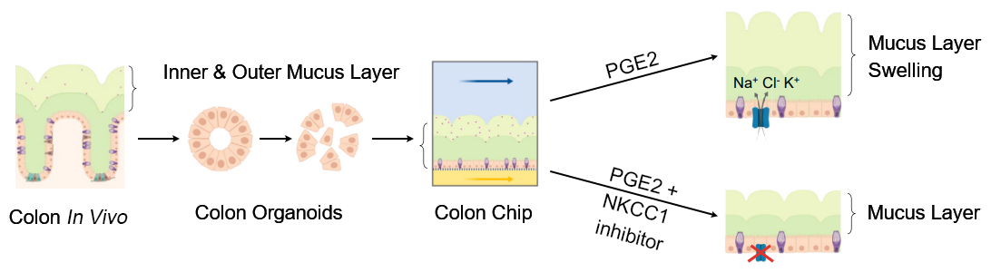 Schematic of Colon-on-a-chip.