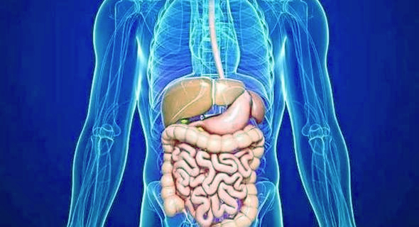 Digestive System