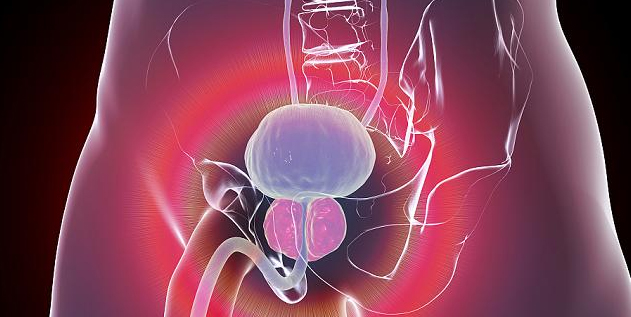 Urinary/Endocrine System