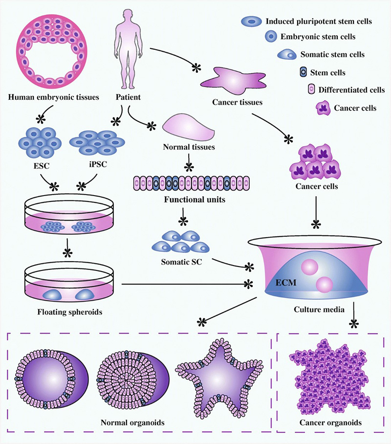 Organoid establishment from stem cells and cancer cells