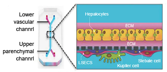 A liver chip system for drug toxicity testing.