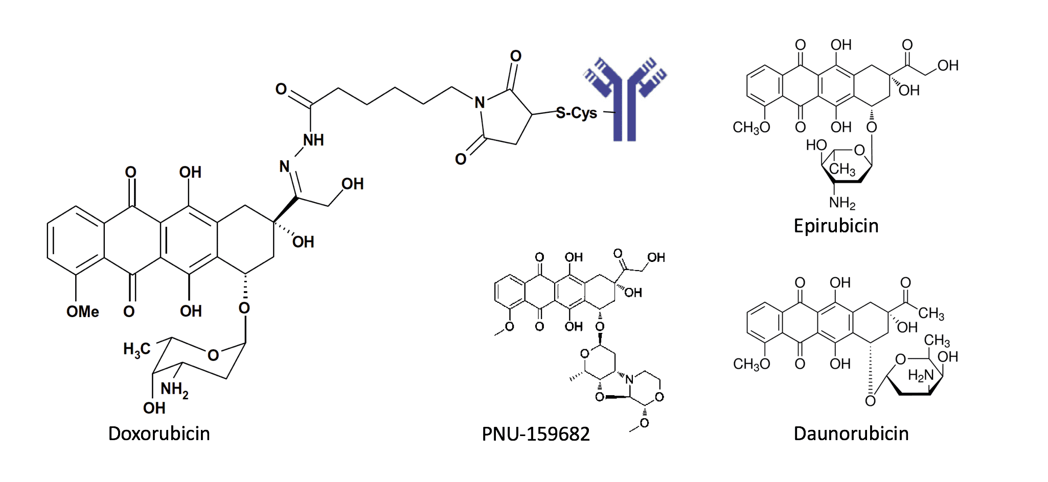 Doxorubicins - Creative Biolabs