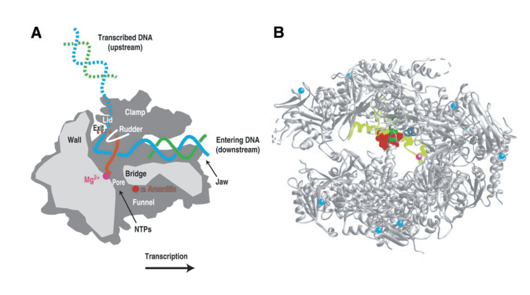 Amatoxins Creative Biolabs