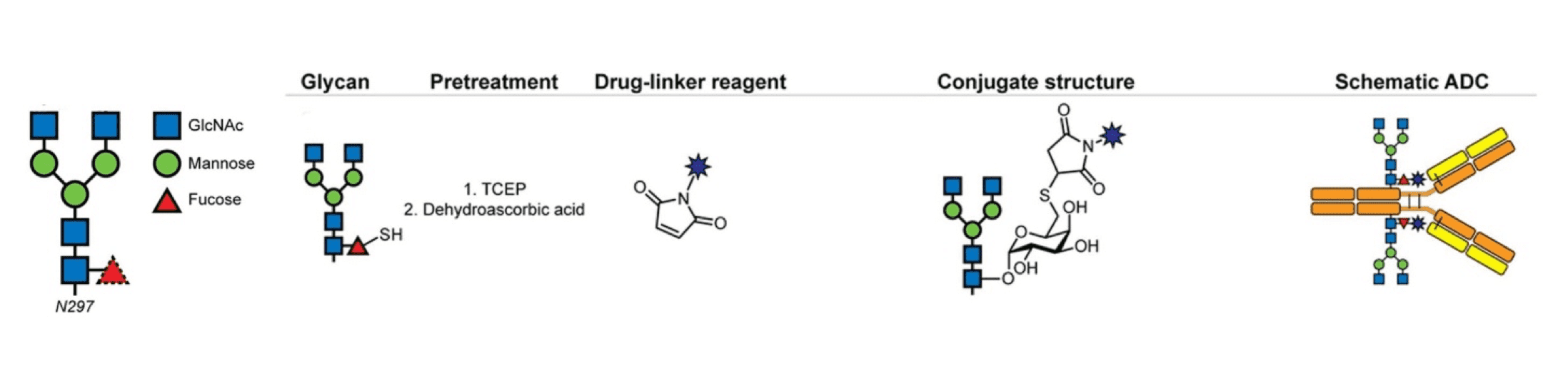 Carbohydrate Based Conjugation - Creative Biolabs