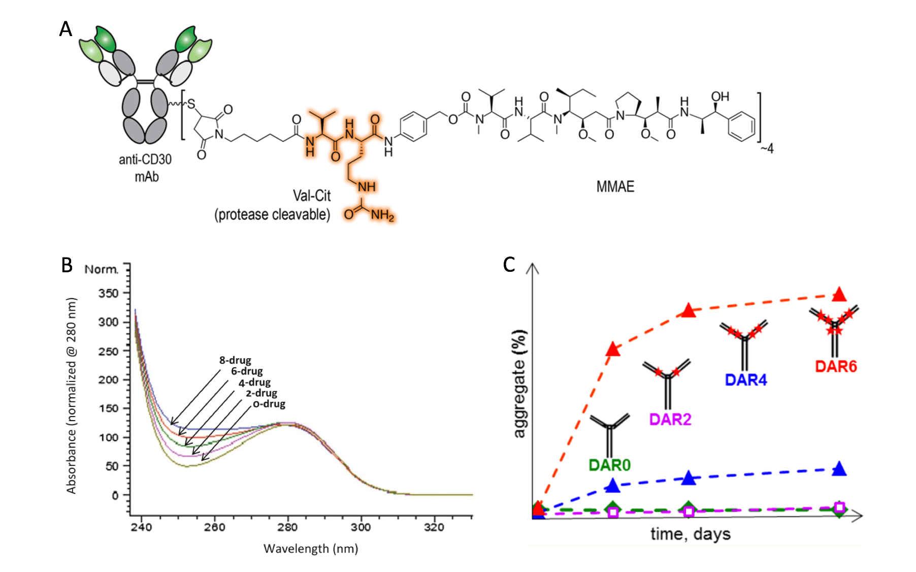 Biophysical and biochemical characterization of an ADC. (A) the structure of Brentuximab vedotin, an ADC formed by conjugation of an anti-CD30 antibody with MMAE via a vc peptide linker to the Cys residues (Chem. Sci., 2016); (B) UV spectra of drug-loaded species and DAR estimation (Antibody drug conjugates., 2013); (C) DAR affects the physical stability of an ADC by promoting aggregation in some cases ( Bioconjugate Chem., 2014)