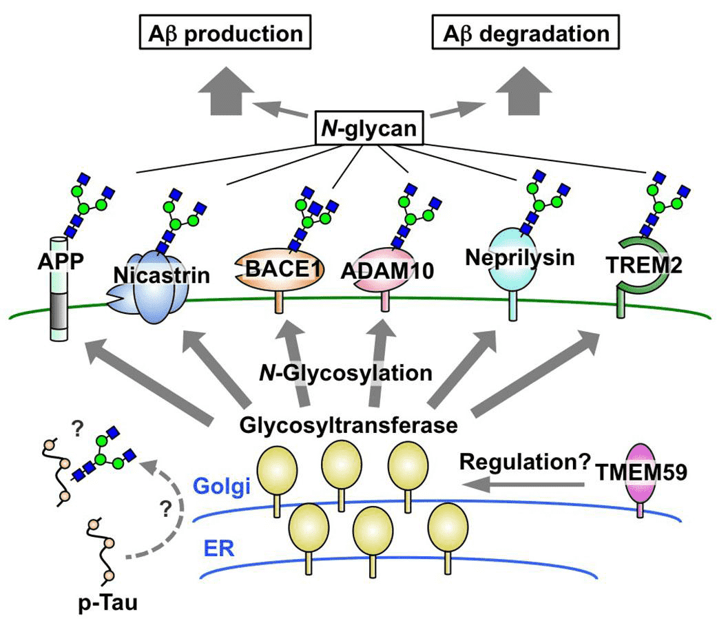 Key AD-related molecules are all N-glycosylated, including APP, nicastrin, BACE1, ADAM10, neprilysin, and TREM2.